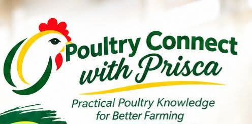 Poultry Connect With Prisca